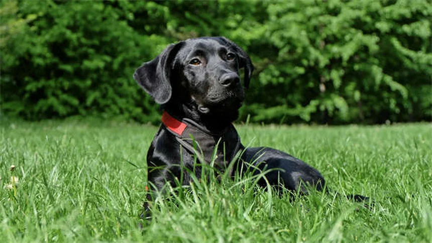 犬が唸る理由とは？プロが教える正しい対処法5選