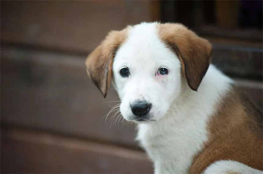 犬用ミルタザピンの効果と正しい使い方【獣医師監修】