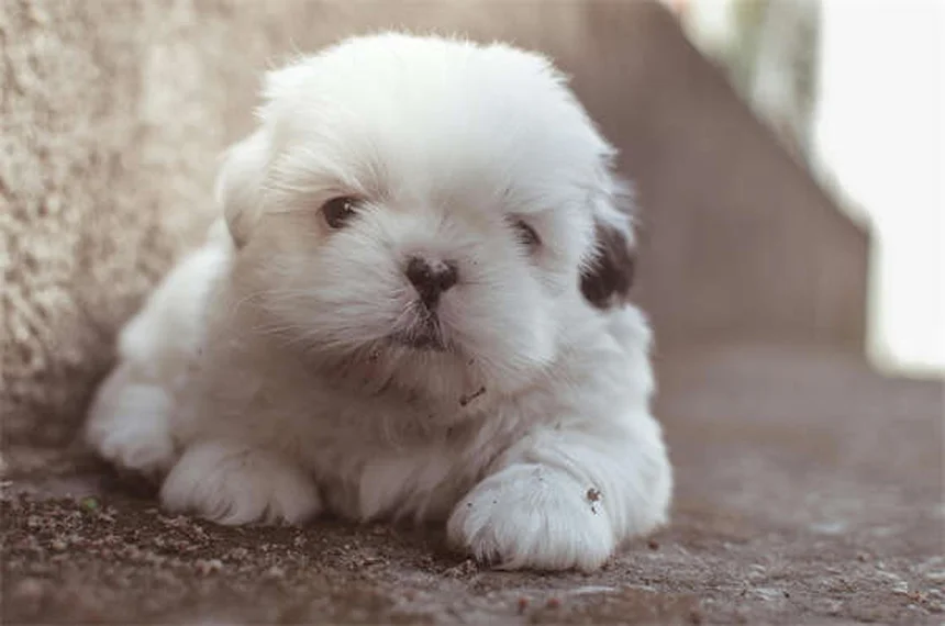 犬が寝ながら吠える理由とは？専門家が解説する5つの原因