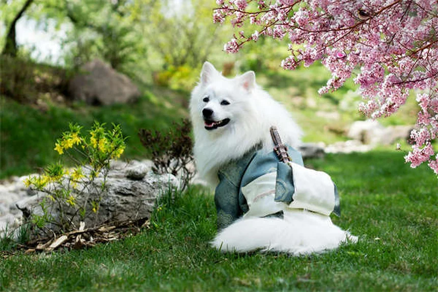 犬が寝ながら吠える理由とは？専門家が解説する5つの原因