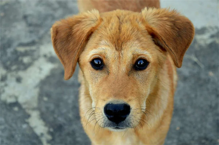 犬猫の寄生虫駆除に効くフェンベンダゾールの正しい使い方