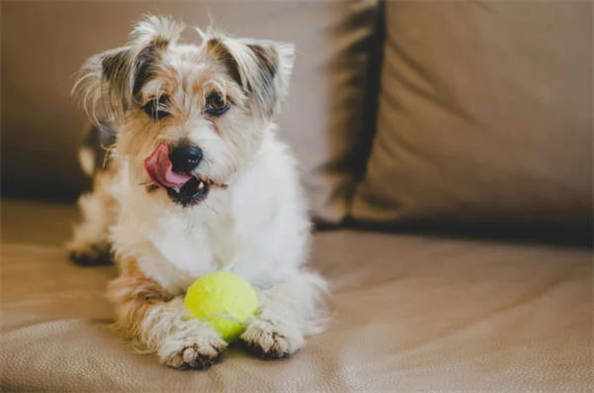 レフルノミドで犬の関節炎が改善？副作用が少ない理由と使い方