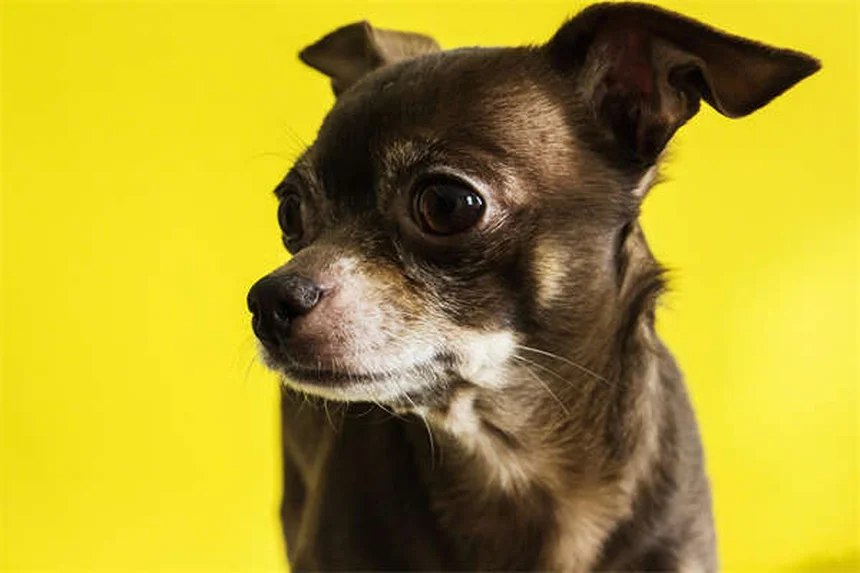 ハウンドドッグの種類と特徴｜30犬種の性格・飼い方ガイド