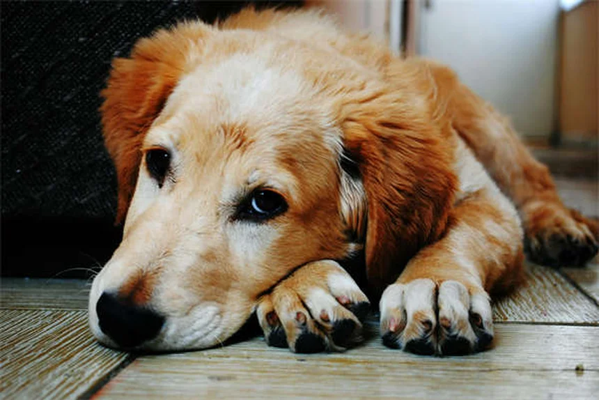 ハウンドドッグの種類と特徴｜30犬種の性格・飼い方ガイド