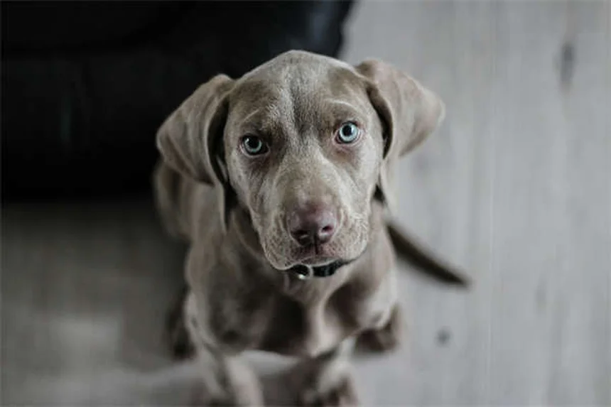 犬のしこり、早期発見と危険サインを獣医師が解説