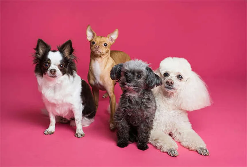 犬のライム病とは？症状と治療法を徹底解説