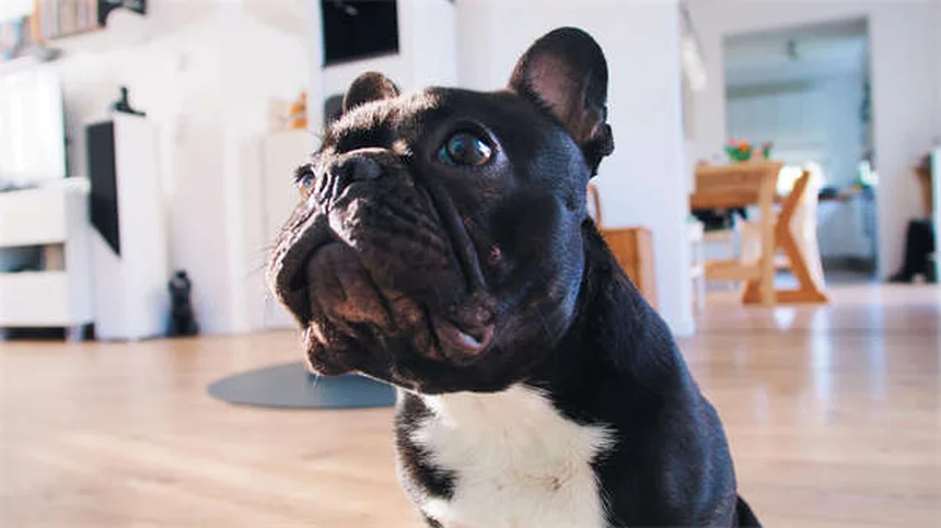 子犬の体重が増えない時の7つの解決策【獣医師監修】
