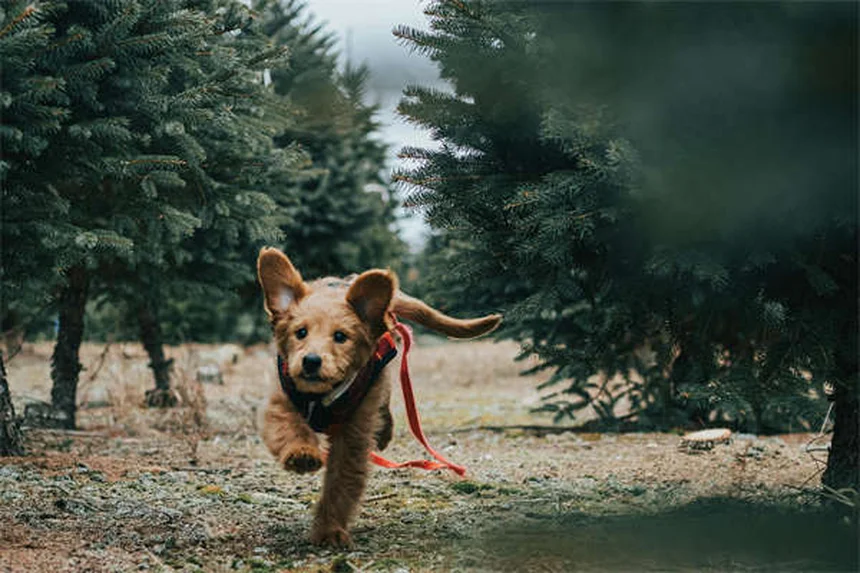 犬の寒さ対策｜愛犬が震える前に知るべき適正温度と防寒グッズ