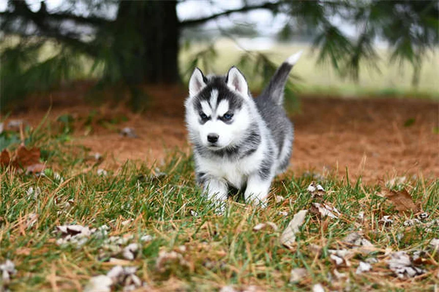 犬が壁に頭を押し付ける理由とは？危険なヘッドプレスの見分け方