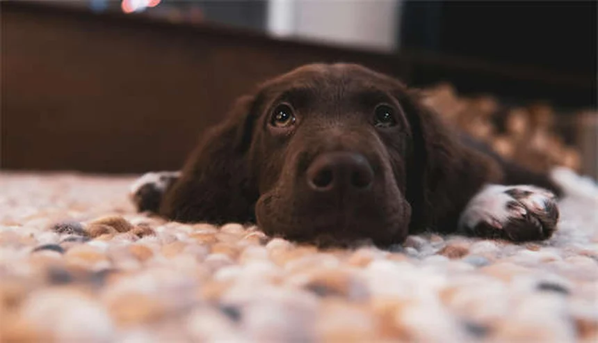犬のため息の理由と見分け方 獣医師が教える健康チェックのコツ