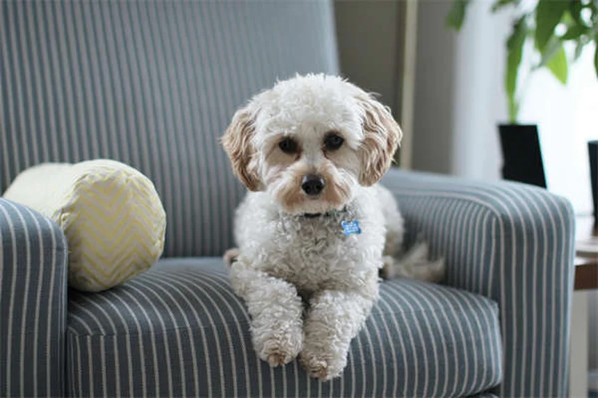 子犬の噛み癖対策7選｜歯の生え変わり期に効果的なしつけ方法