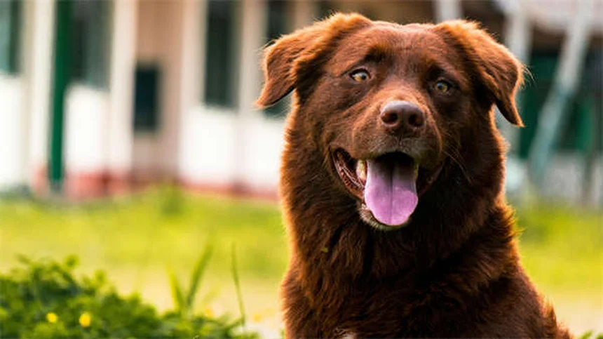 犬がうんちを食べる理由と対処法｜コプロファジーの原因から解決策まで