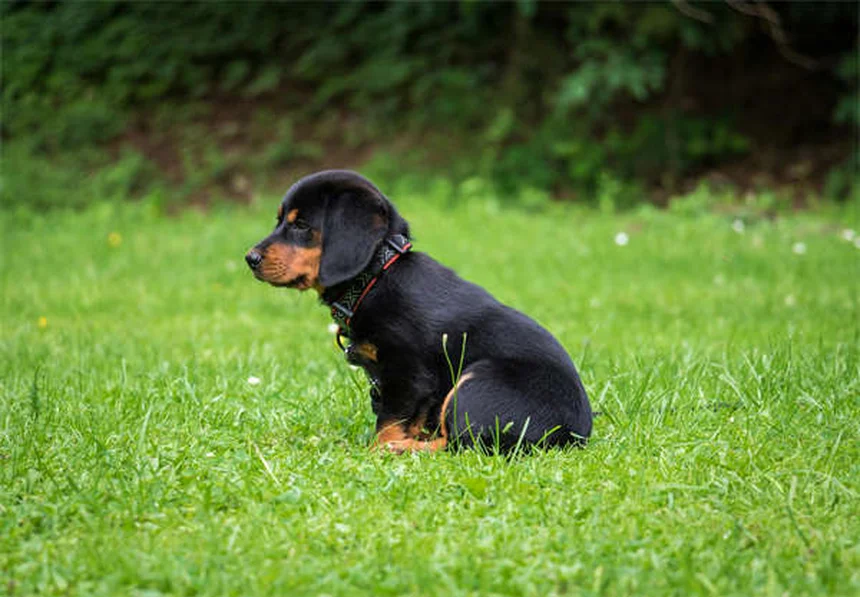 犬がうんちを食べる理由と対処法｜コプロファジーの原因から解決策まで