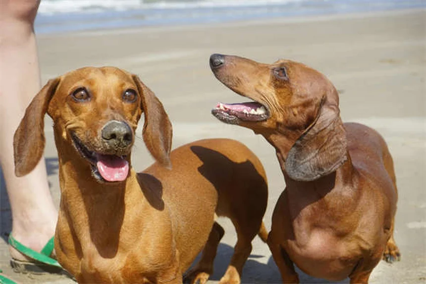 犬がうんちを食べる理由と対処法｜コプロファジーの原因から解決策まで