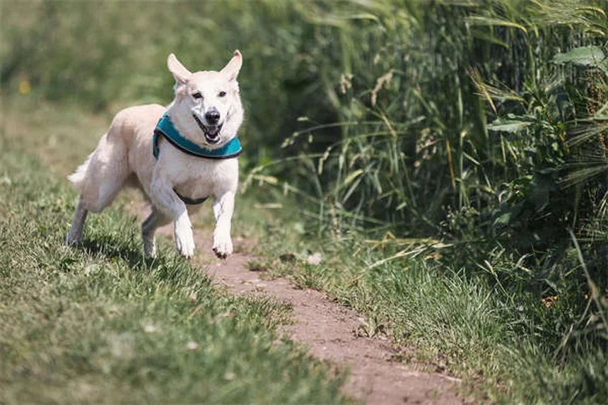 犬の気分変動の原因と対処法｜双極性障害との違いを解説