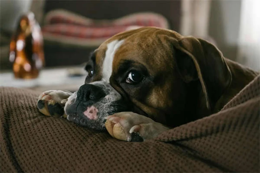 犬の歯茎チェック方法｜健康な色と危険な症状の見分け方