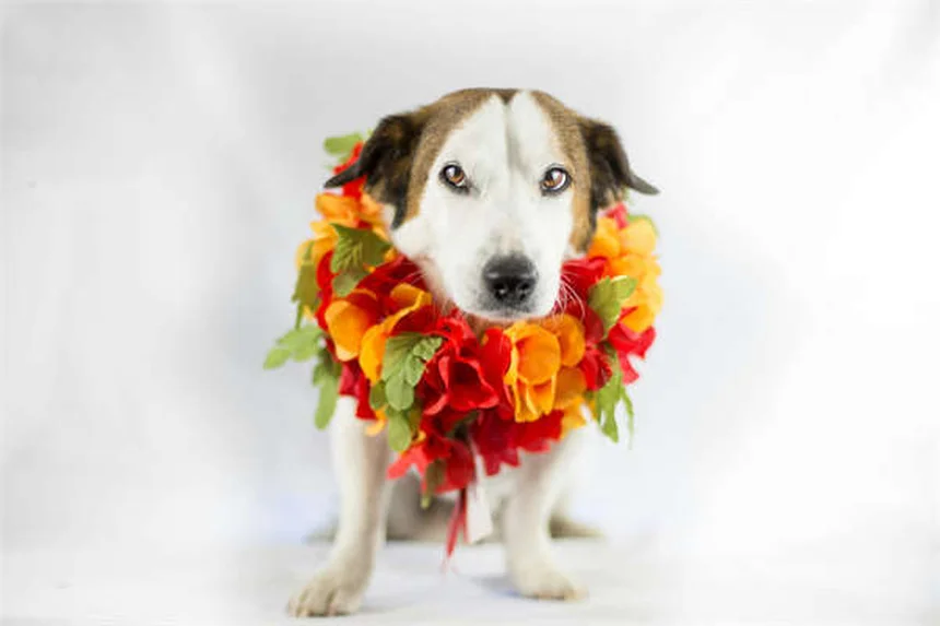 犬の歯茎チェック方法｜健康な色と危険な症状の見分け方