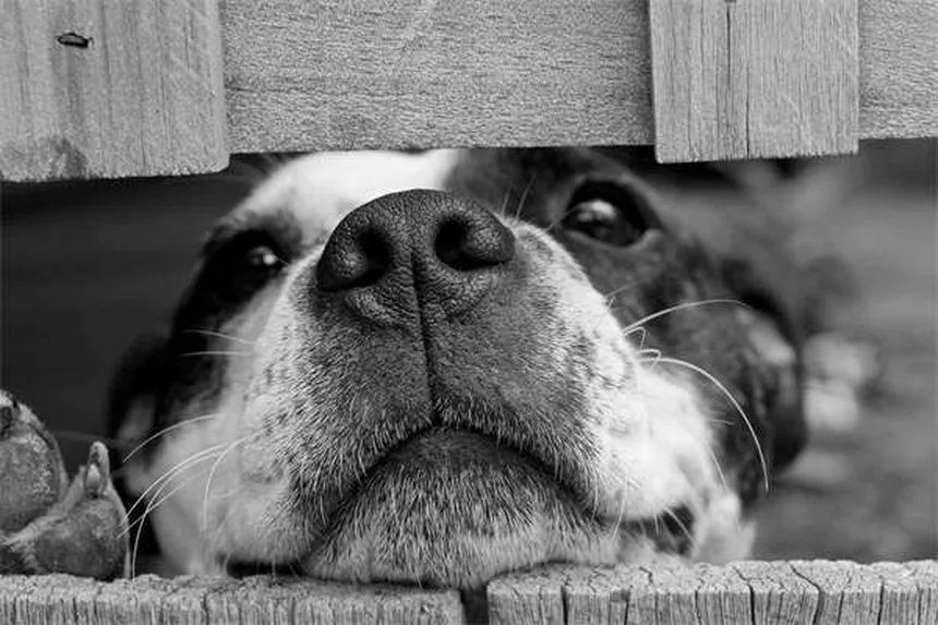 新学期の犬のストレス対策5選｜分離不安を解消する方法