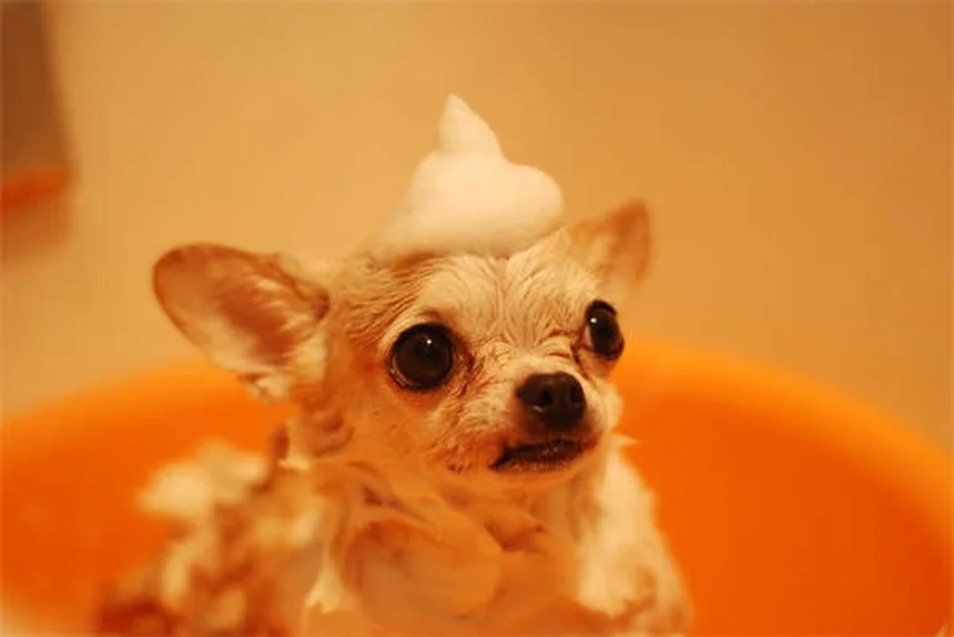 犬はどうやって家に帰る？驚きの帰宅能力の秘密5選