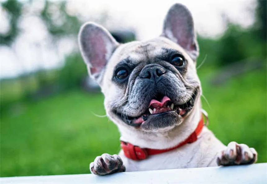 犬はどうやって家に帰る？驚きの帰宅能力の秘密5選