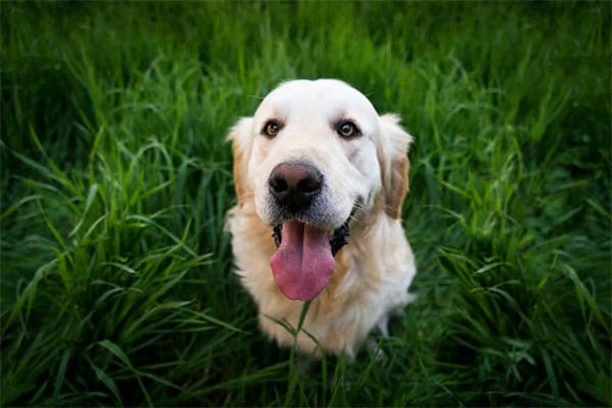 犬は死を感じる？愛犬の最期に知っておきたい4つのサイン