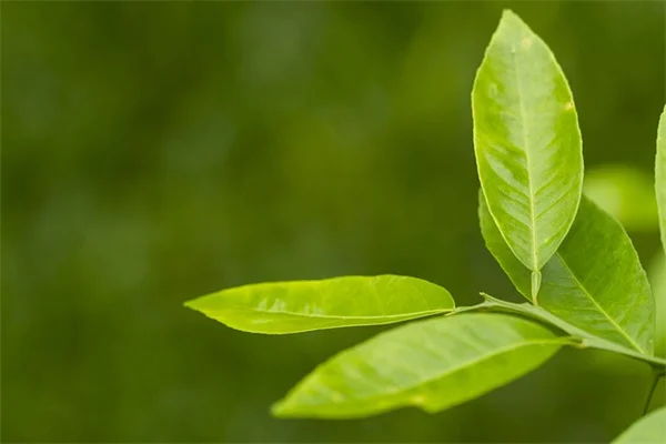 ペットにアスピリンは危険？獣医師が教える正しい知識と代替案