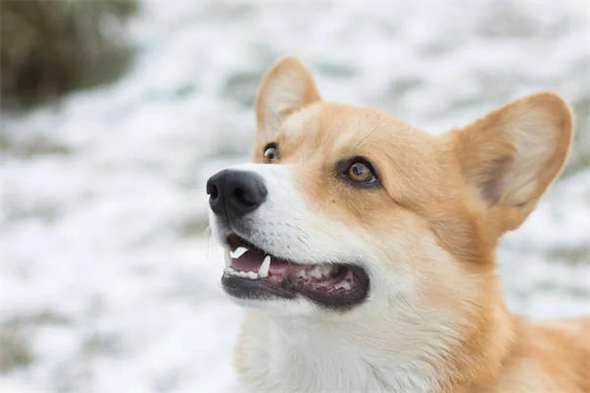 子犬の初めてのクリスマスを安全に過ごす7つのポイント
