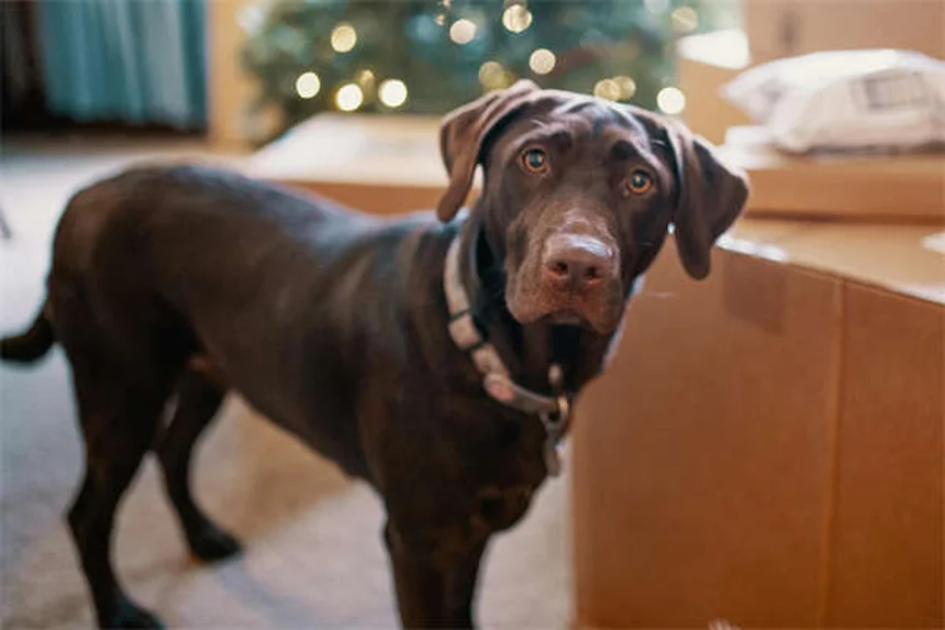 子犬の初めてのクリスマスを安全に過ごす7つのポイント