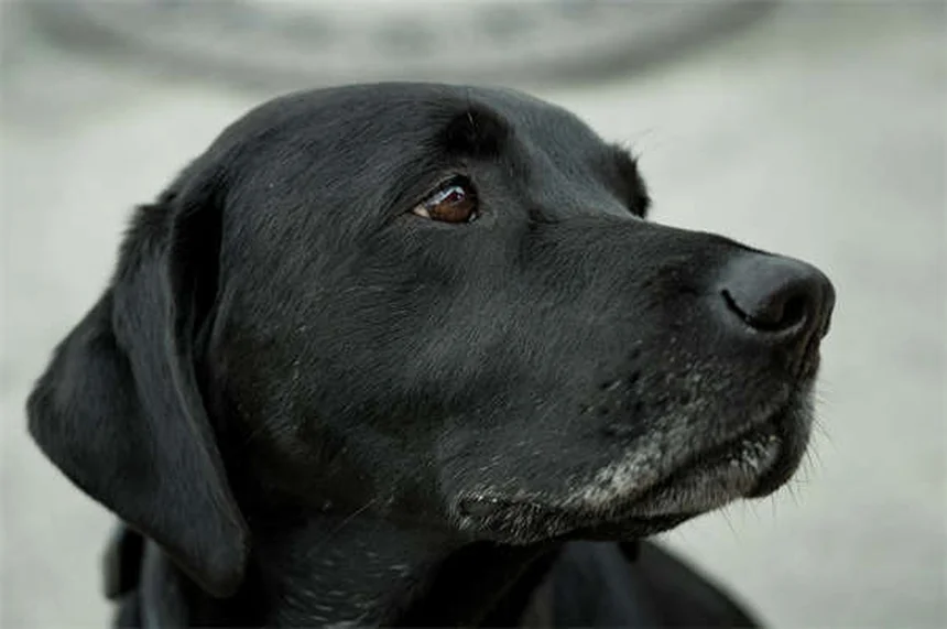 マルボフロキサシンの効果と副作用｜犬猫の抗生物質完全ガイド