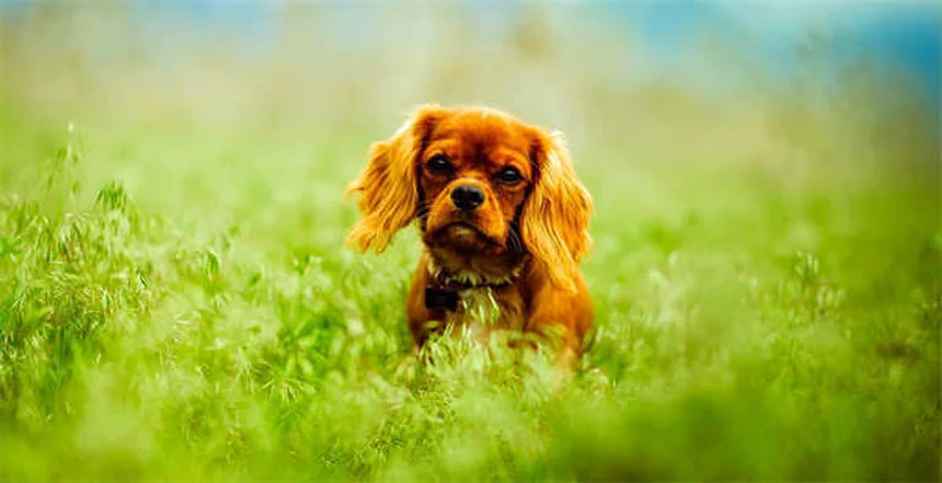 犬のクッシング症候群治療薬「ミトタン」の効果と注意点【完全ガイド】