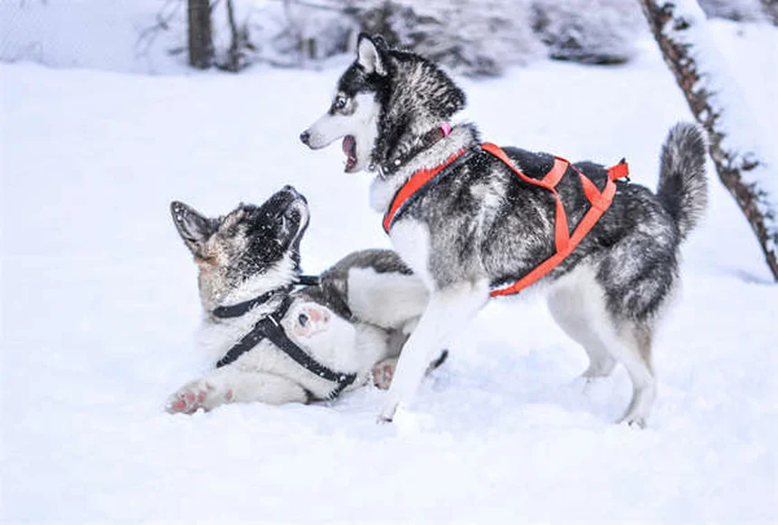 犬の散歩で絶対にやってはいけない5つのこと【プロが解説】