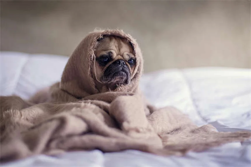 犬の散歩で絶対にやってはいけない5つのこと【プロが解説】