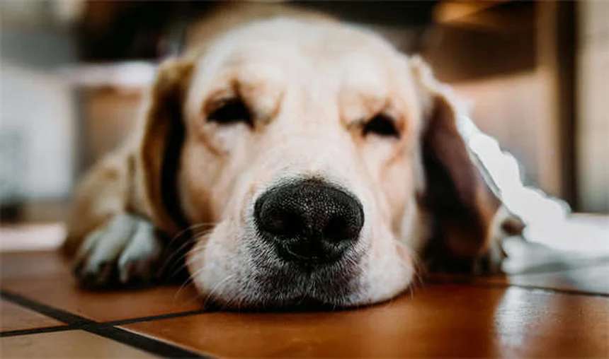 アンダルシアン・ホースの魅力と飼育のコツ5選【初心者必見】
