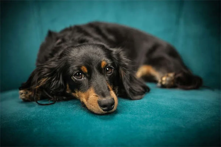 犬が空を舐める理由とは？獣医が解説する7つの原因と対処法