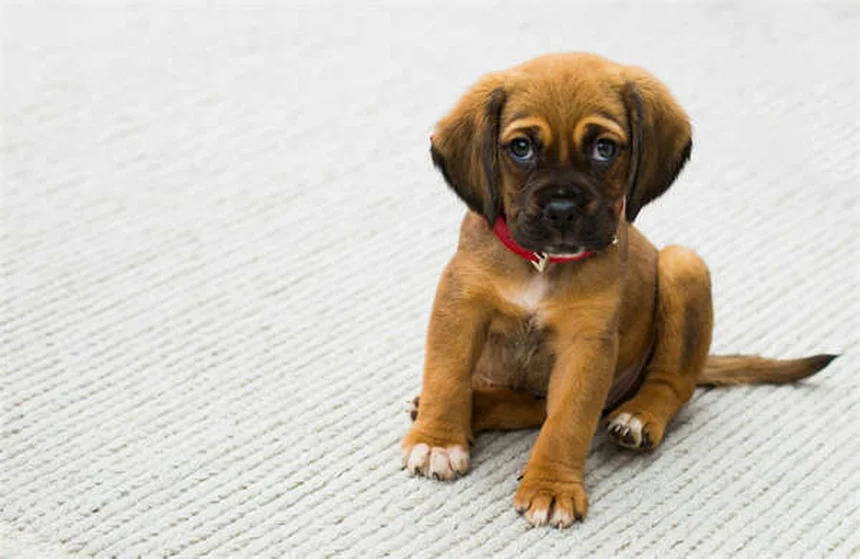 犬のノミ取り櫛の正しい使い方と選び方【完全ガイド】