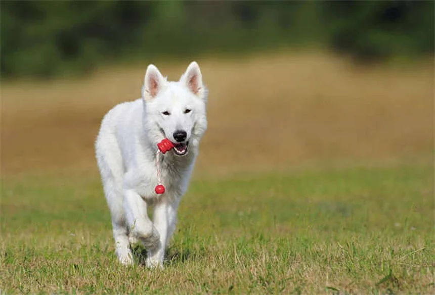 狩猟犬の種類と選び方｜プロが教える20犬種の特徴