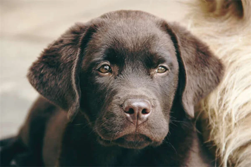 犬とクリスマスツリーの安全対策7選｜愛犬を守る簡単テクニック