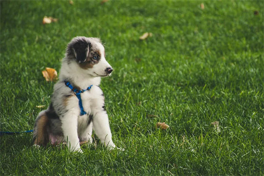 犬とクリスマスツリーの安全対策7選｜愛犬を守る簡単テクニック
