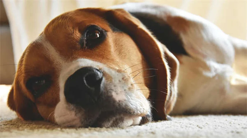 犬が唸る理由とは？プロが教える正しい対処法5選