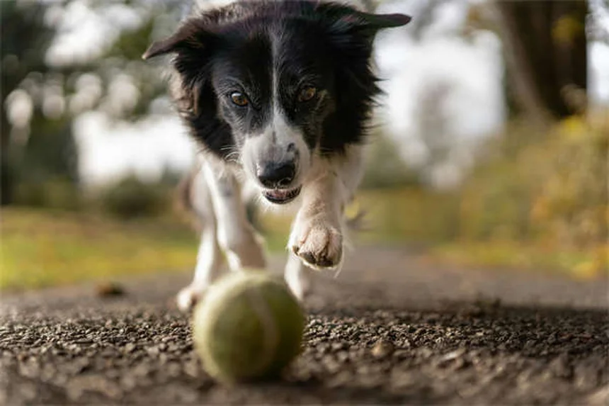 犬が唸る理由とは？プロが教える正しい対処法5選